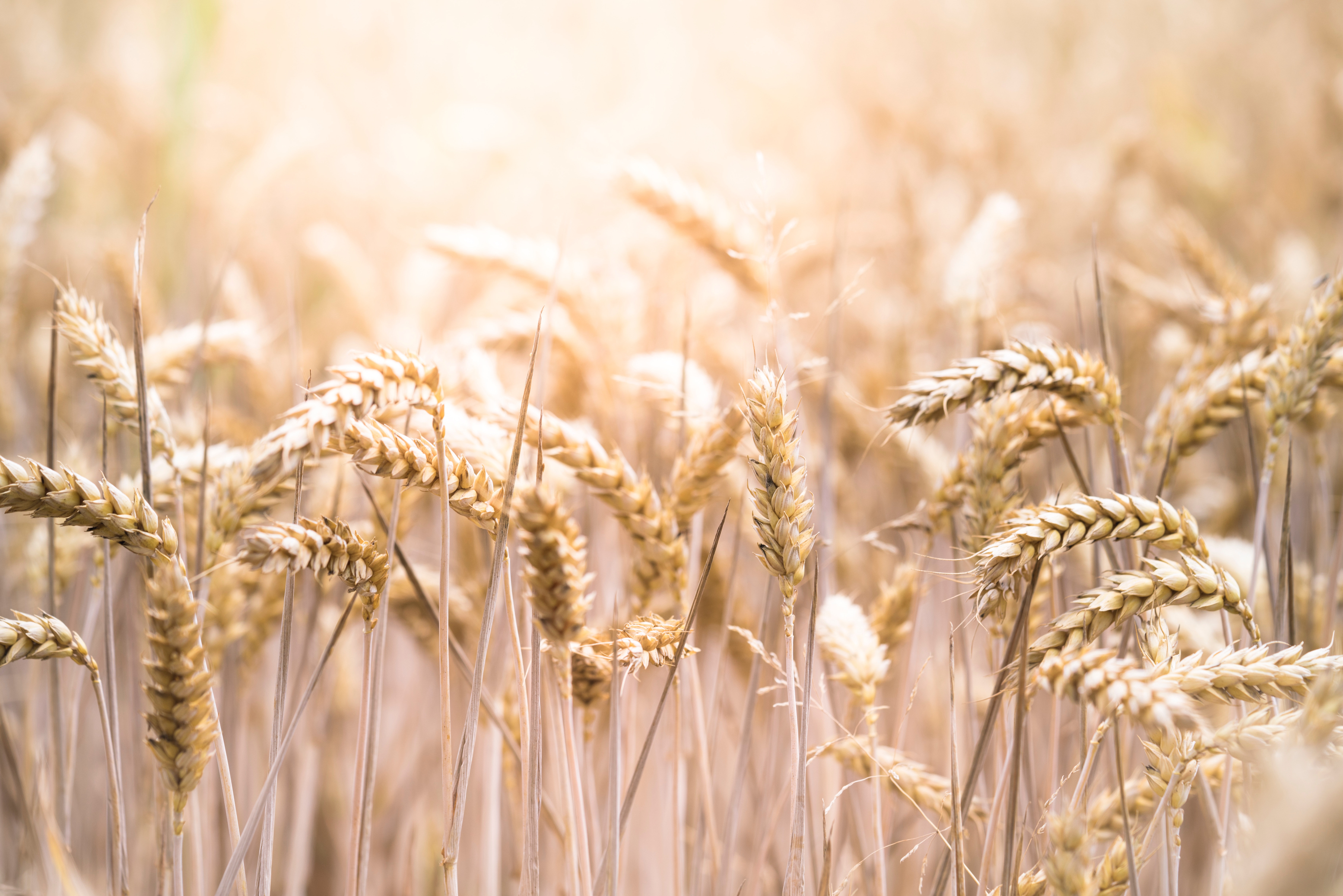 Régime sans gluten : bienfaits par otodoke