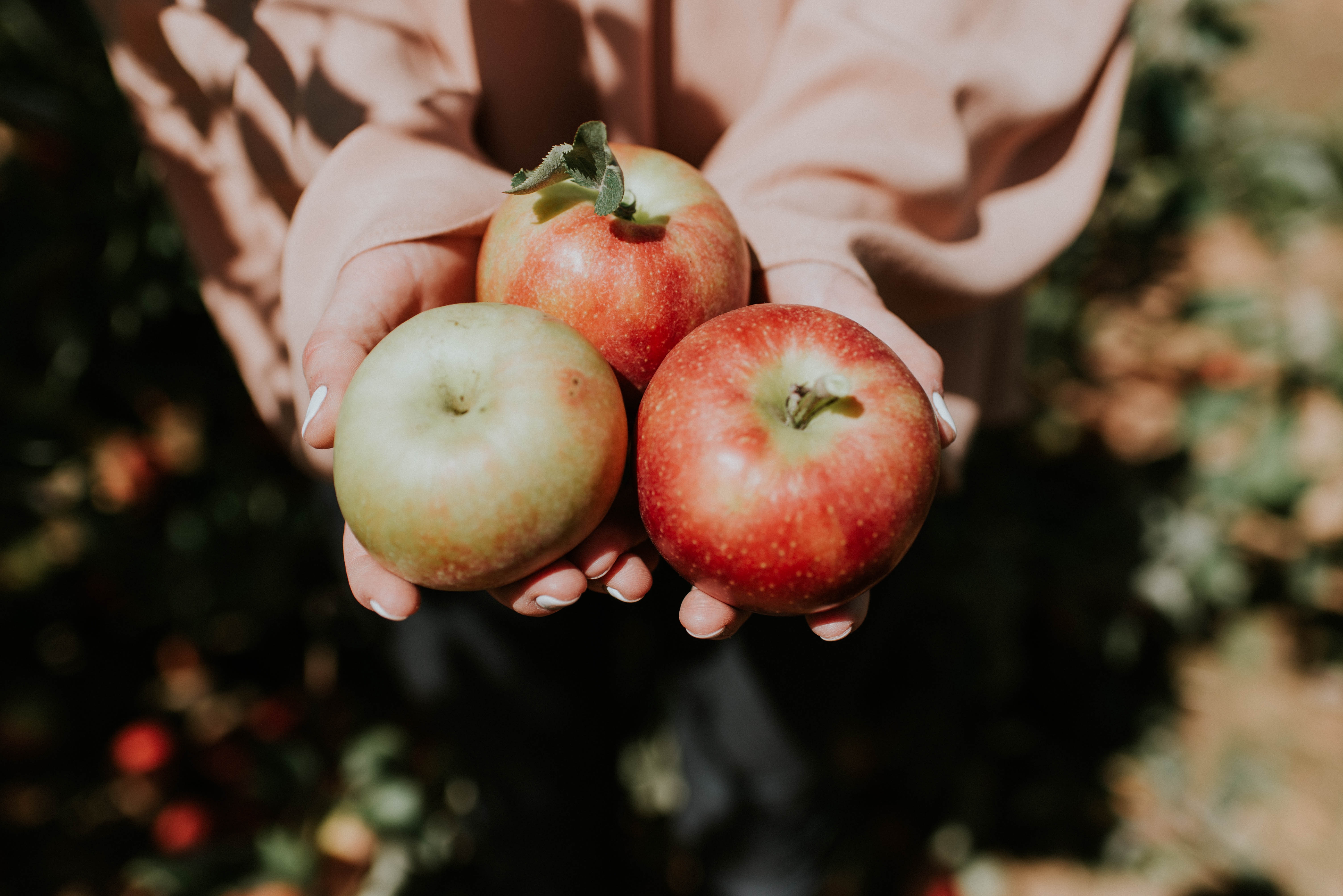 tout savoir sur les pommes otodoke