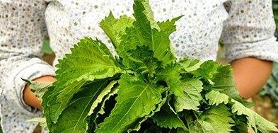 shiso plante japonaise