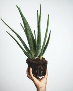 plante aloe vera